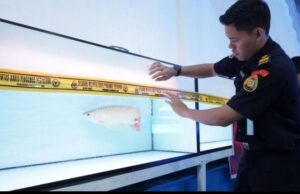 PSDKP Segel Tiga Lokasi Jual Beli Ikan Arwana Ilegal di Kalbar, Libatkan WNA China