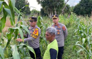Persiapan Panen Serentak, Waka Polres Ketapang, Kapolsek Muara Pawan Tinjau Lahan Jagung di Desa Suka Maju Kec. Muara Pawan
