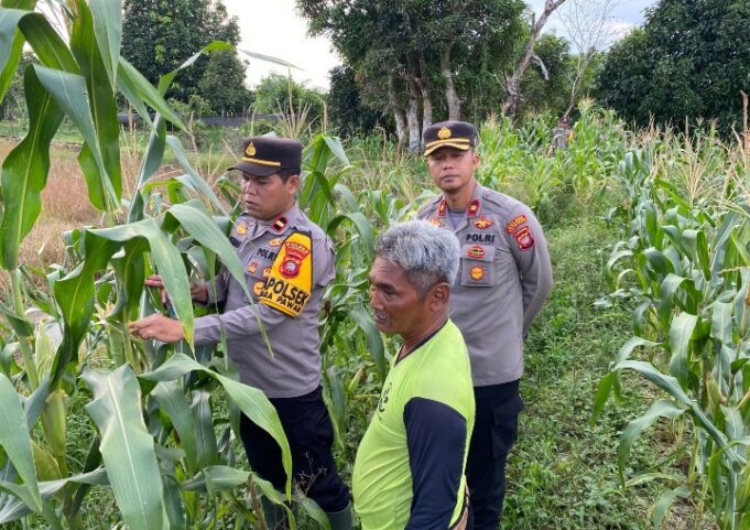 Persiapan Panen Serentak, Waka Polres Ketapang, Kapolsek Muara Pawan Tinjau Lahan Jagung di Desa Suka Maju Kec. Muara Pawan