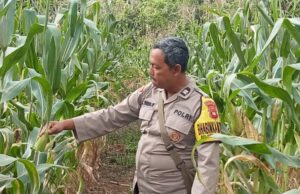 Bhabinkamtibmas Polsek Simpang 2 Tinjau Lahan Jagung Hibrida di Desa Semandang Kanan