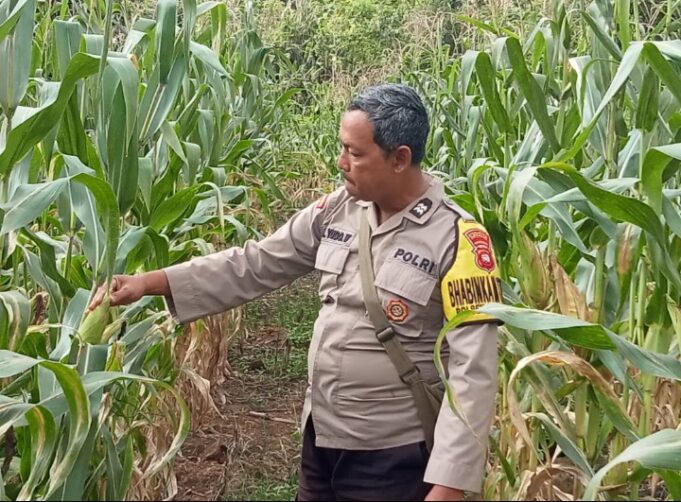 Bhabinkamtibmas Polsek Simpang 2 Tinjau Lahan Jagung Hibrida di Desa Semandang Kanan