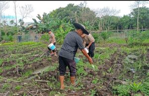 POLSEK MATAN HILIR UTARA LAKSANAKAN PEMUPUKAN TANAMAN JAGUNG HIBRIDA DI LAHAN KELOMPOK TANI HILIR UTARA MAKMUR