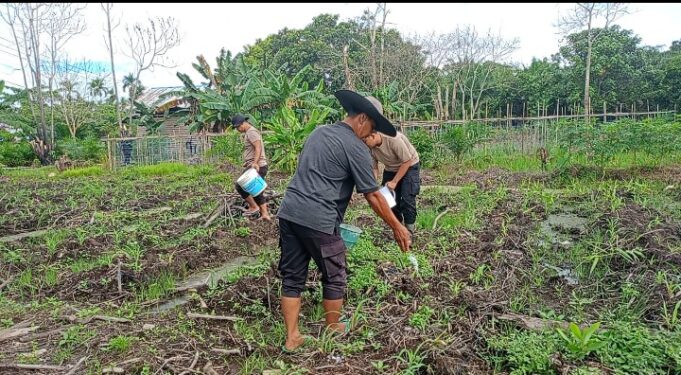 POLSEK MATAN HILIR UTARA LAKSANAKAN PEMUPUKAN TANAMAN JAGUNG HIBRIDA DI LAHAN KELOMPOK TANI HILIR UTARA MAKMUR