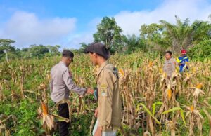 Kapolsek Jelai Hulu Bersama Kelompok Tani dan PPL Laksanakan Panen Jagung Hibrida di Desa Rangga Intan