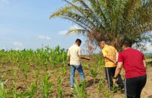 Kapolres Melawi Pantau Progres Perkembangan Jagung