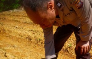 Kanit Samapta Polsek Simpang Dua Cek Perkembangan Tanaman Jagung Hibrida di Desa Mekar Raya