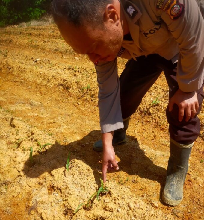 Kanit Samapta Polsek Simpang Dua Cek Perkembangan Tanaman Jagung Hibrida di Desa Mekar Raya