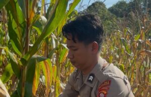 Dukung Program Ketahanan Pangan Nasional personel Polsek Simpang Dua Panen Jagung Hibrida di Desa Semandang Kanan