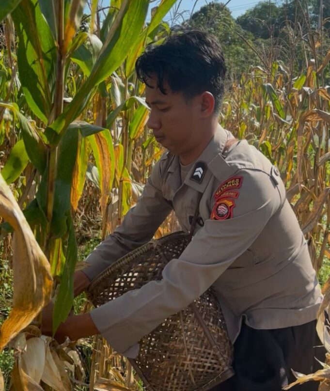 Dukung Program Ketahanan Pangan Nasional personel Polsek Simpang Dua Panen Jagung Hibrida di Desa Semandang Kanan