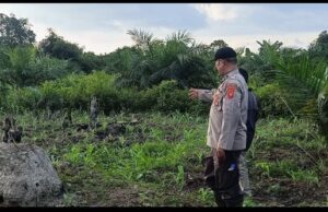 Pastikan Tumbuh Subur Polsek Muara Pawan Cek Tumbuh Kembang Tanaman Jagung Hibrida