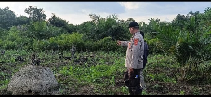 Pastikan Tumbuh Subur Polsek Muara Pawan Cek Tumbuh Kembang Tanaman Jagung Hibrida