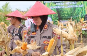 Panen Perdana Jagung Demplot Presisi Polres Landak di Desa Amboyo Inti
