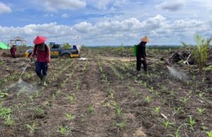 Dukung Ketahanan Pangan, UKL Panen Jagung dan Penyemprotan Lahan di lokasi Demplot Polres Landak