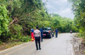 Respons Cepat Pamapta Polres Sekadau Evakuasi Pohon Tumbang di Jalan Merdeka Selatan*