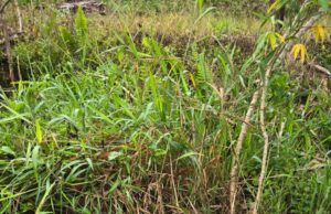 Masyarakat Apresiasi Proyek SPAM Lembah Bawang, Pelaksana Tegaskan Proyek Masih Berjalan dan Klarifikasi Isu Pemberitaan