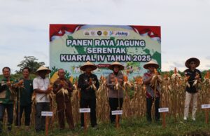 Dukung Program Nasional, Polres Landak Sukseskan Panen Raya Jagung Kuartal IV 2025